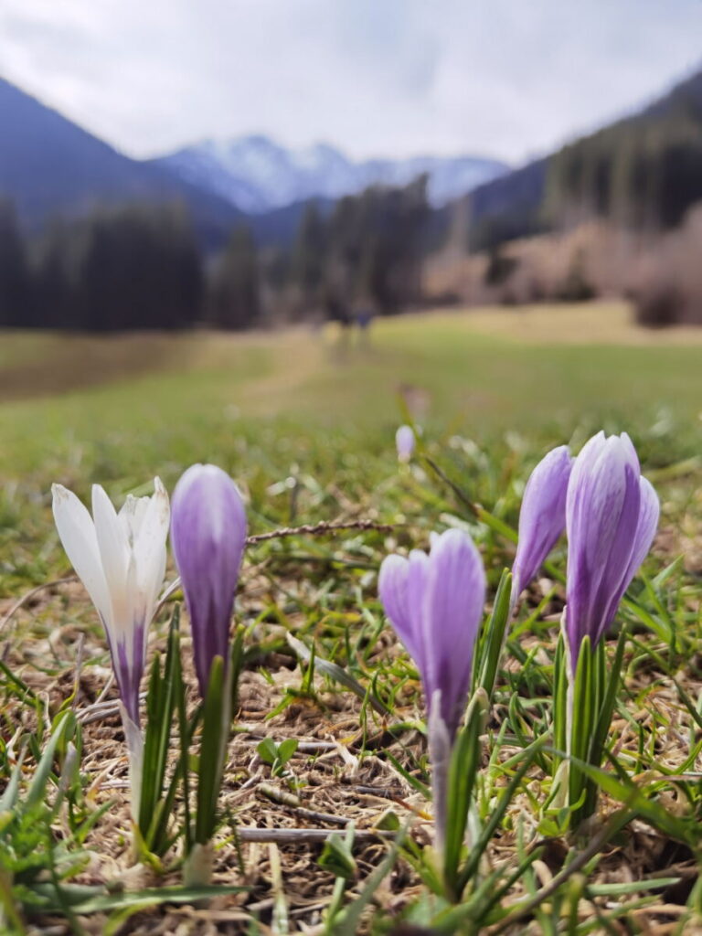 Frühlingsgruß auf dem Weg in die Reichenbachklamm